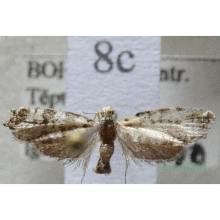 Epinotia tedella (Clerck, 1759) Czech8c